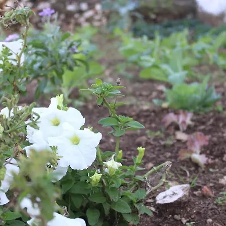 Tatil Evi Casa Manuel E Maria